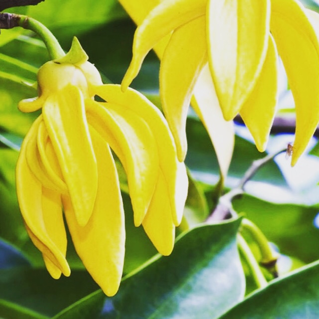 Ylang ylang