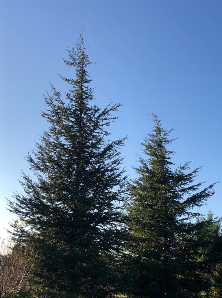 1 décembre 20: Le Cèdre de l&rsquo;Atlas