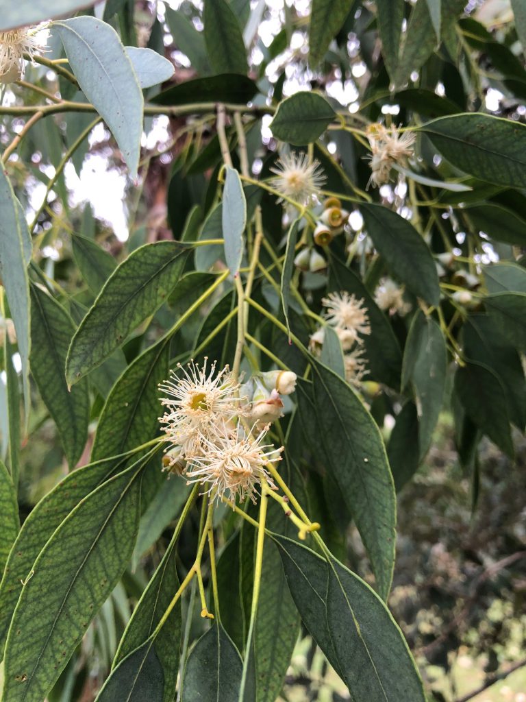 Huile essentielles eucalyptus radié