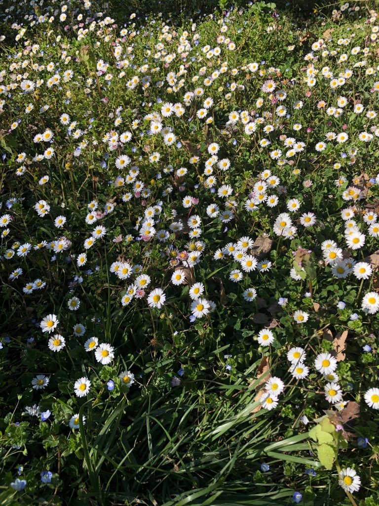 Macérât de Pâquerette Bellis perennis.