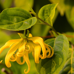 huile essentielle premium d'Ylang Ylang complète
