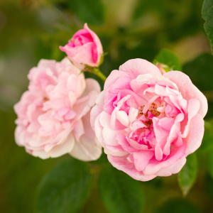 Hydrolat de Rose