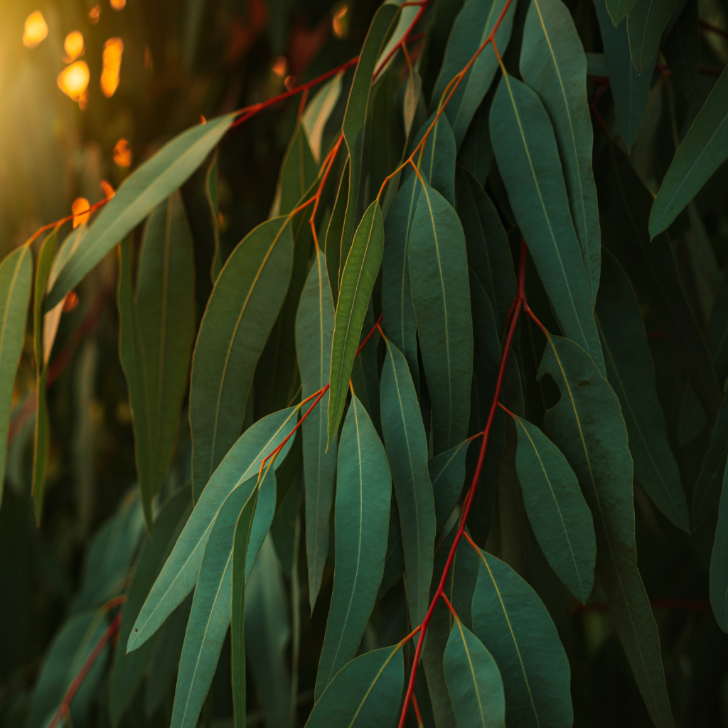 huile essentielle d'Eucalyptus radié